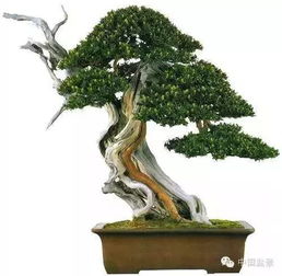 盆景精品，貴在提高盆景文化層次