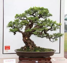 盆景之美 方寸之間的自然意境