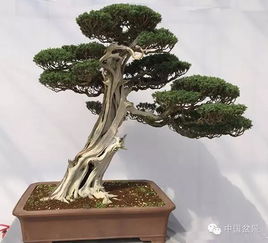 精品盆景，方寸間的自然之美 人與自然的心靈對話