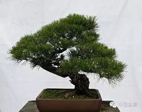 同趣園盆景精品薈萃 匠心凝聚的自然之美