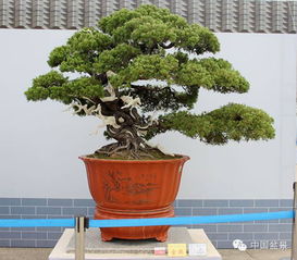 懸崖式羅漢松盆景賞析與精品分享