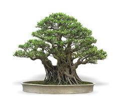 魏家盆景園 方寸之間的自然詩篇