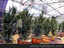 一縷自然神韻——紅豆杉盆景欣賞與養護